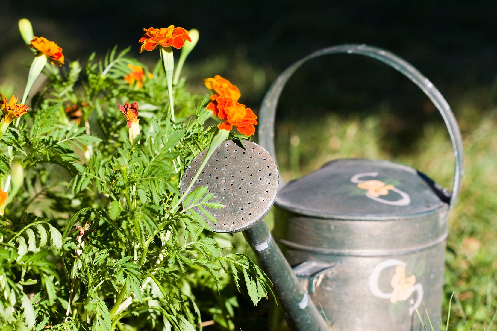 Jardinagem sustentável: 6 pequenas mudanças com grande impacto Jardinagem sustentável: 6 pequenas mudanças com grande impacto