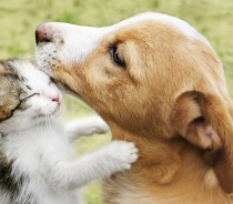 M�s do Animal: como proporcionar mais bem-estar ao seu animal no dia a dia