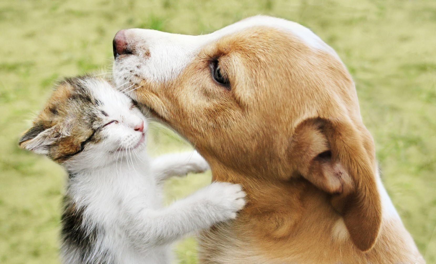 Mês do Animal: como proporcionar mais bem-estar ao seu animal no dia a dia Mês do Animal: como proporcionar mais bem-estar ao seu animal no dia a dia