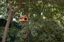 Como preparar o jardim para o seu animal de companhia